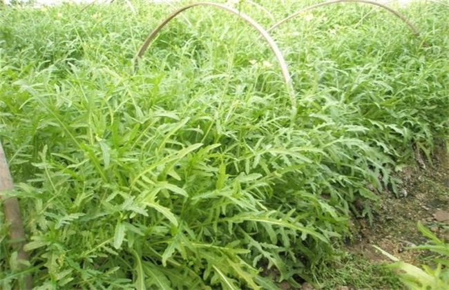 芝麻菜的种植办法