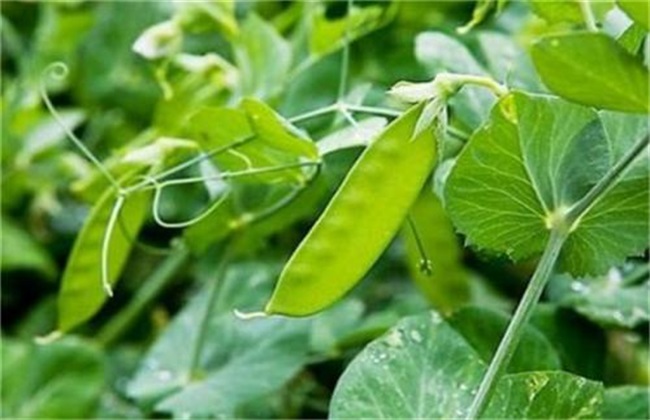 荷兰豆高产施肥技巧