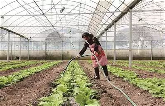 大棚蔬菜怎么浇水