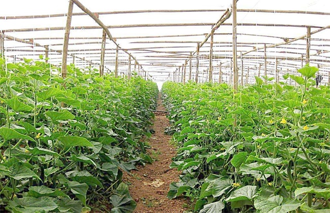大棚蔬菜发生药害该解决办法