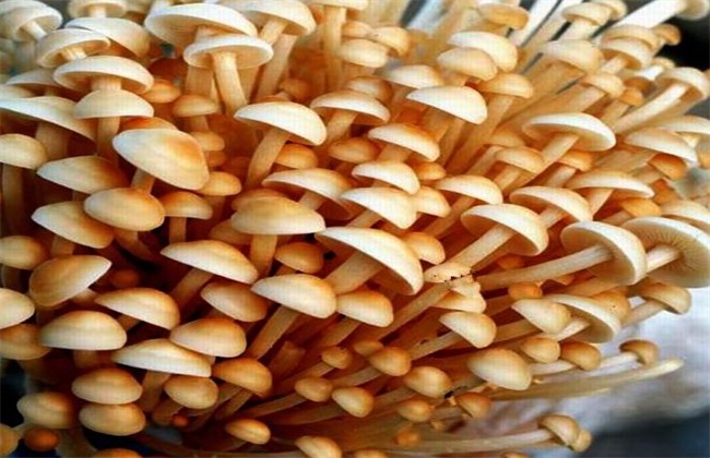 食用菌采收技术方法技巧