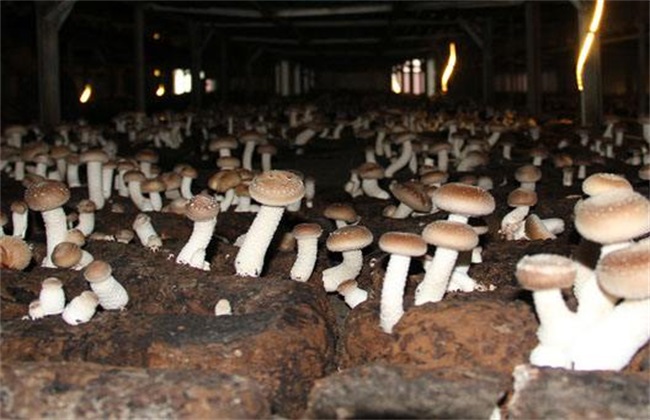 食用菌采收技术方法技巧