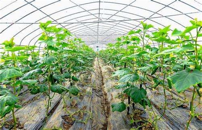 大棚蔬菜发生药害该解决办法