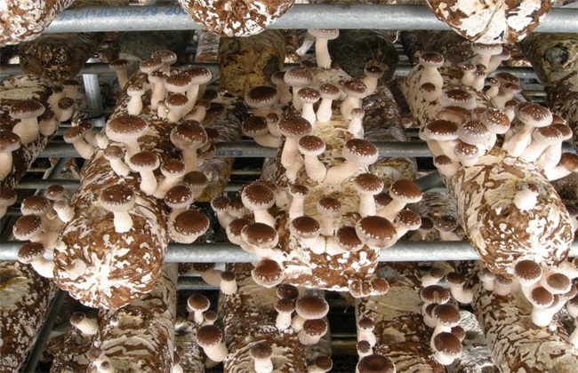 食用菌采收技术方法技巧