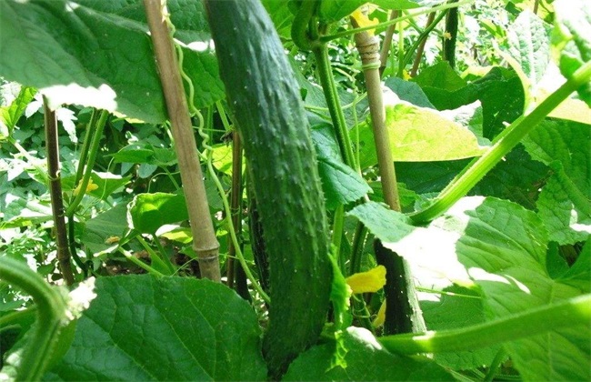黄瓜种植对环境条件的需要求