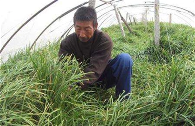 韭菜倒伏的原因及防治办法