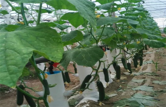 黄瓜种植对环境条件的需要求