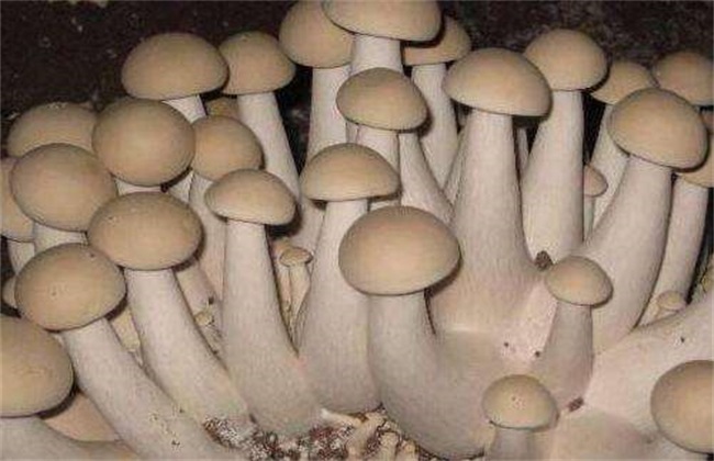食用菌增产的小妙招