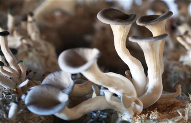 平菇畸形菇的原因及防治办法