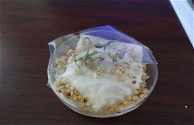辣椒种子的催芽办法