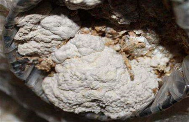 平菇畸形菇的原因及防治办法