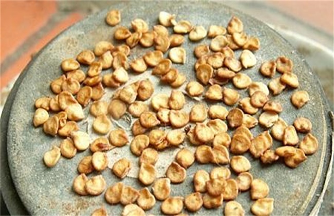 辣椒种子的催芽办法