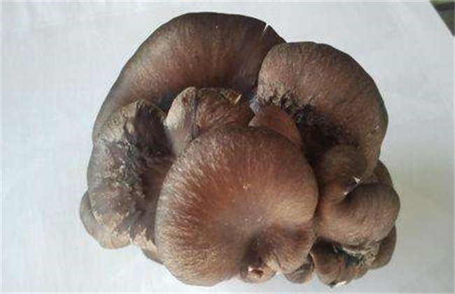 平菇畸形菇的原因及防治办法