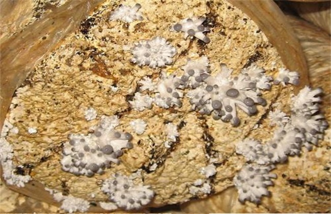 平菇畸形菇的原因及防治办法