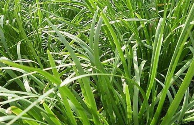 韭菜对环境条件的需要求