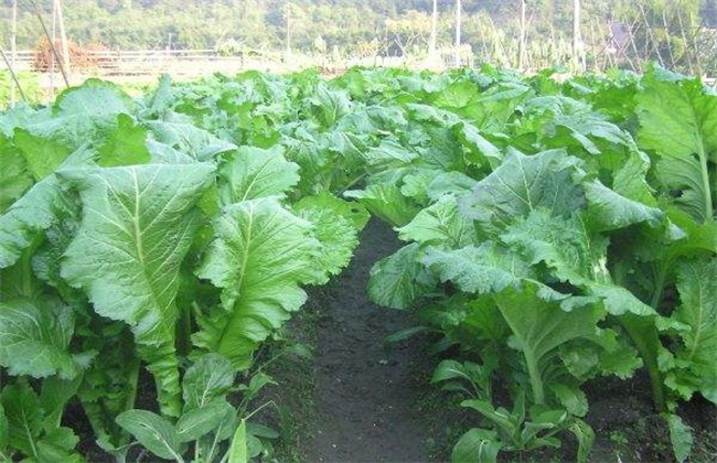 芥菜育苗注意些什么