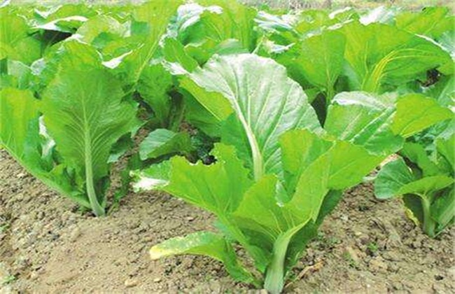 芥菜育苗注意些什么