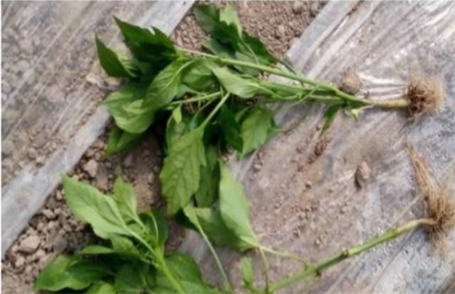 辣椒定植后缓苗不良的原因