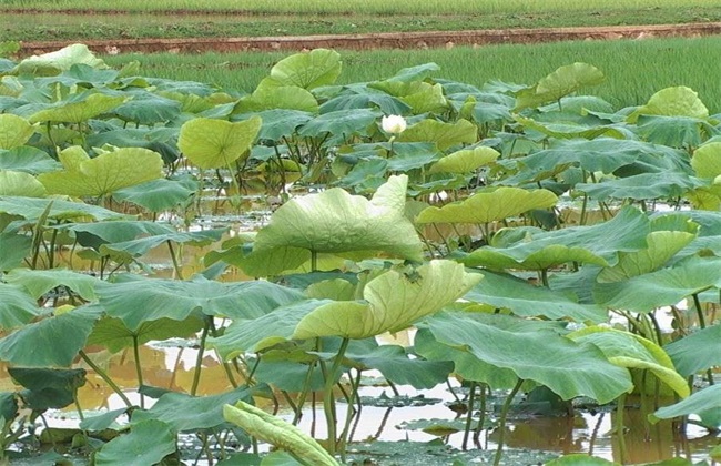 旱地怎么种植莲藕