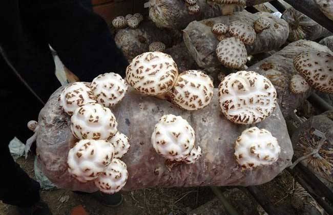 花菇种植技术