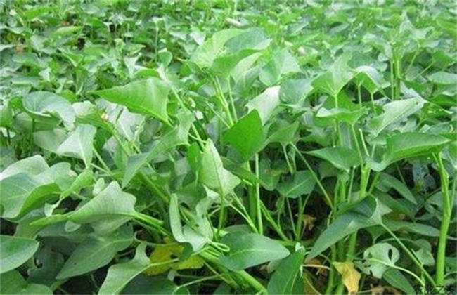 空心菜怎么施肥