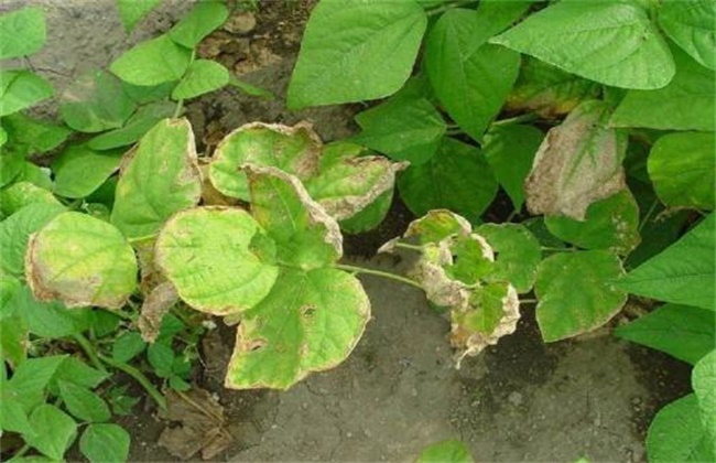 芸豆的病虫害防治办法