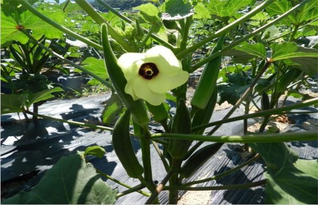 秋葵种植技术方法技巧
