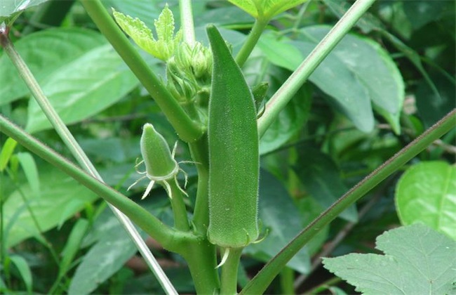 秋葵种植技术方法技巧
