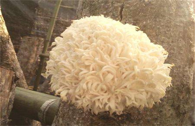 猴头菇畸形的原因及防治办法