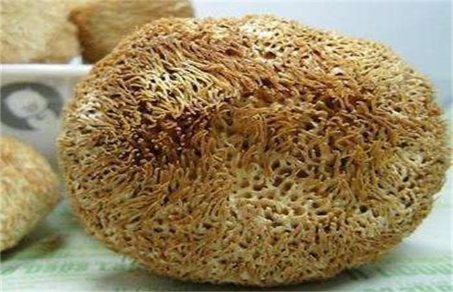 猴头菇畸形的原因及防治办法