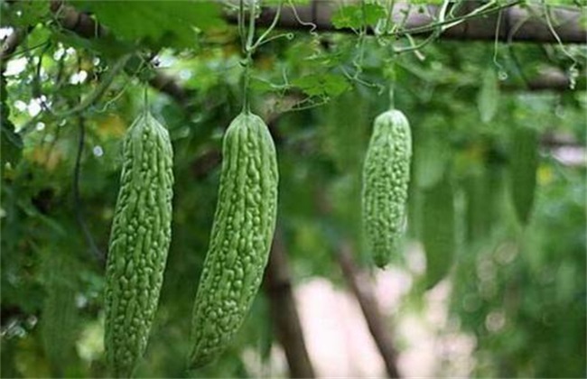 苦瓜冬季管理技术方法技巧