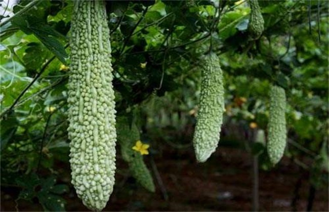 苦瓜冬季管理技术方法技巧