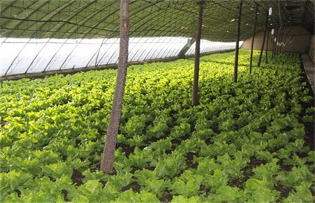 生菜抽薹的原因及防治办法
