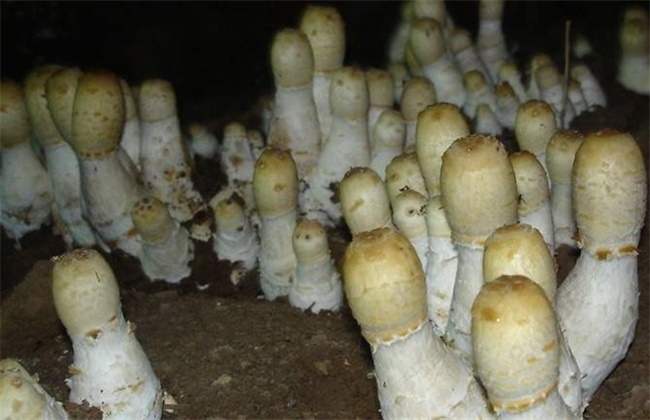 鸡腿菇的经常遇见病害防治办法