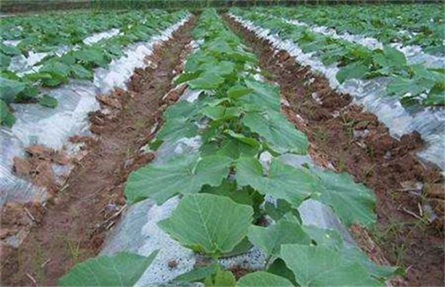 南瓜的高产施肥技术