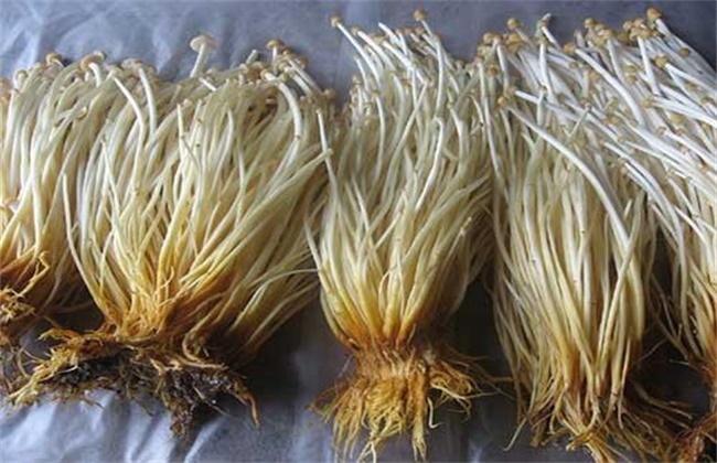 金针菇黑头病的防治办法