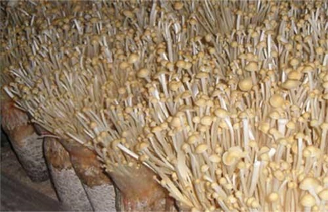 金针菇黑头病的防治办法