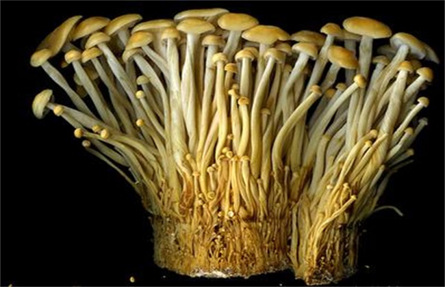 金针菇黑头病的防治办法