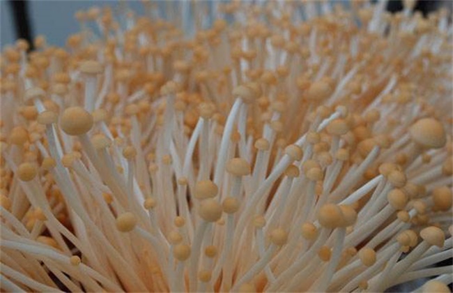 金针菇黑头病的防治办法