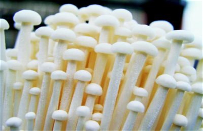 金针菇的栽培注意些什么