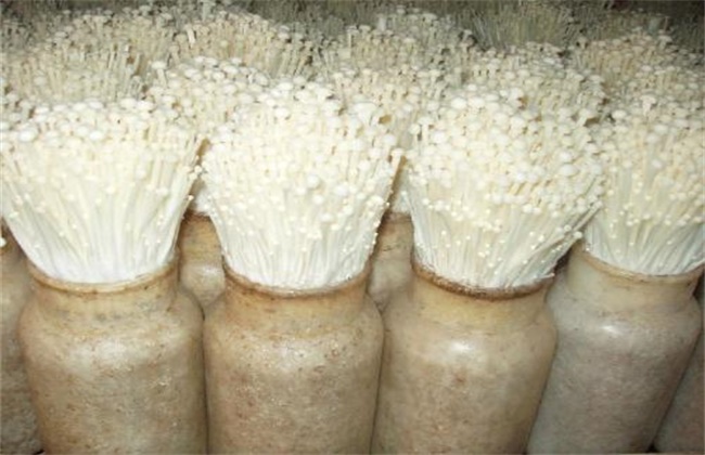金针菇的栽培注意些什么