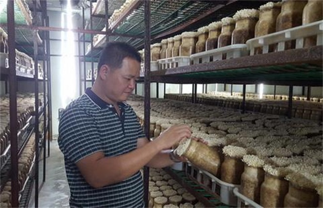 金针菇的栽培注意些什么
