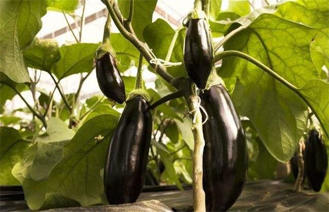 茄子施肥时的注意些什么