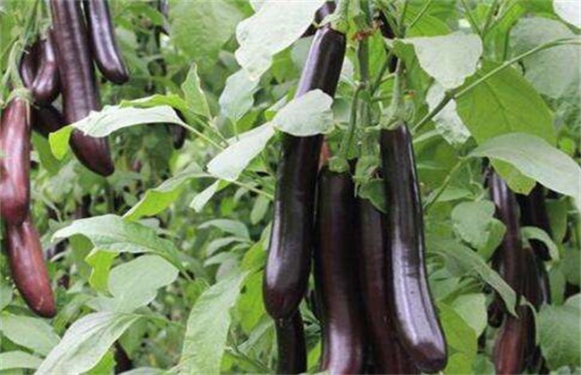 茄子施肥时的注意些什么