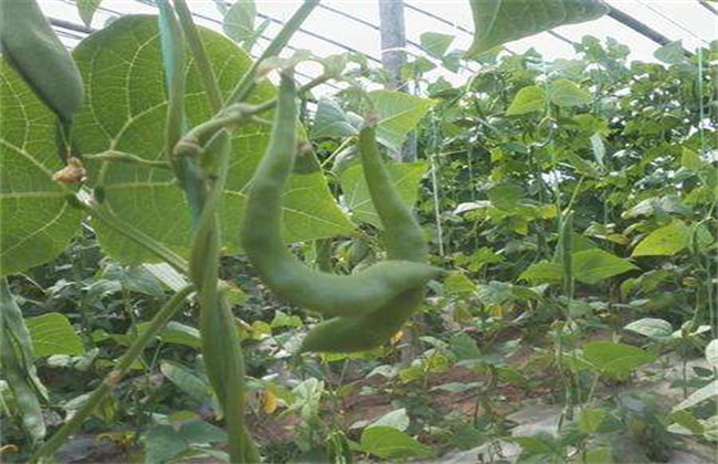 芸豆畸形的原因及解决办法