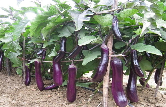 茄子的施肥办法