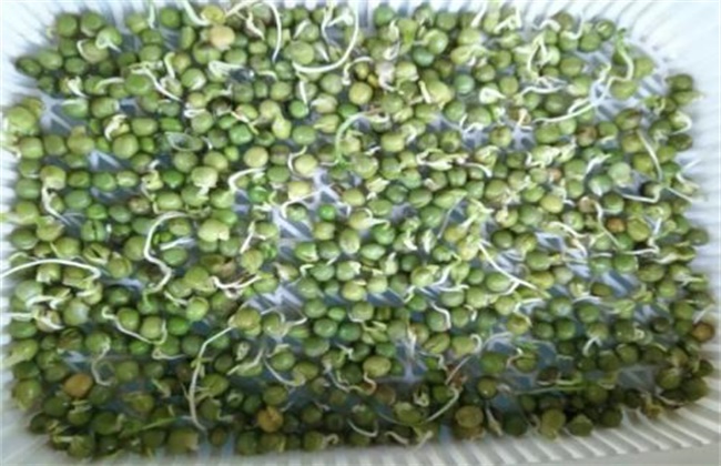 豌豆播种前种子处理办法