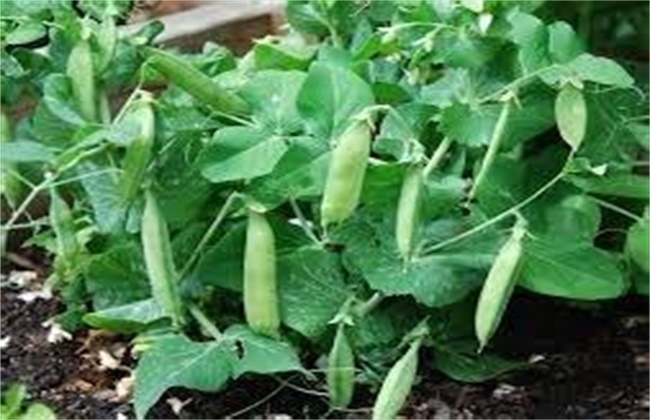 豌豆的种植注意些什么