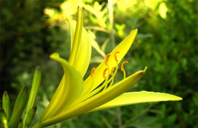 黄花菜采收后的管理技术