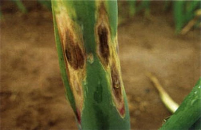 大葱经常遇见病虫害的防治办法